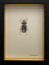 Load image into Gallery viewer, Blue Stag Beetle (Male)
