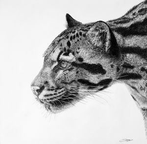 Clouded Leopard I