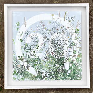 Twenty's Plenty (Mexican Fleabane)